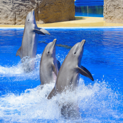 Trip Dolphin Park Excursion in Sharm El Sheikh Image