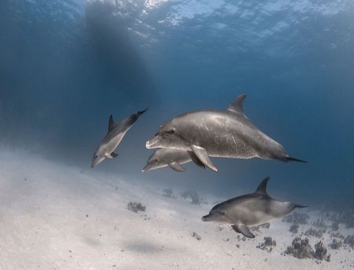 Tiran Island Sharm El Sheikh