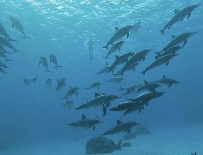 Tiran Island Sharm El Sheikh