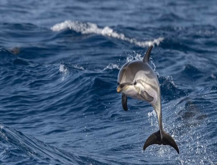 Ras Mohamed Excursion By Bus From Sharm El Sheikh