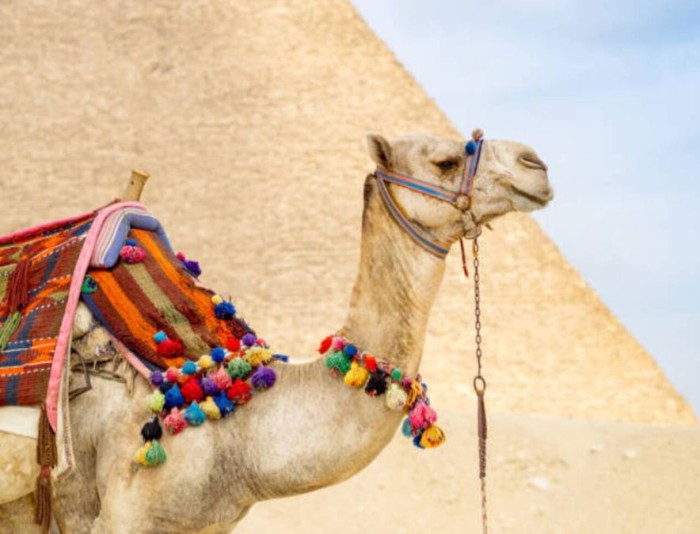 Cairo Excursion From Sharm El Sheikh